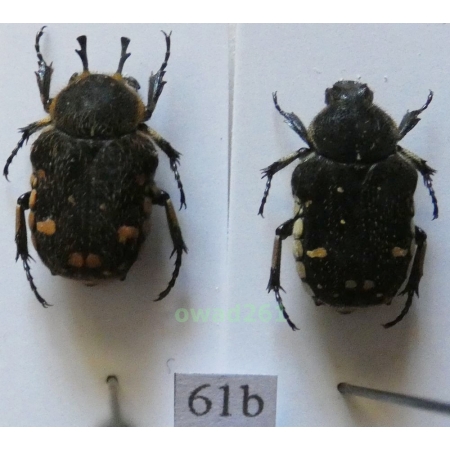 Goliathopsis duponti Antoine, 1991 pair Thailand61b